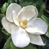 Magnolia essential oil has been used for many purposes in aromatherapy 