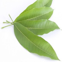 Mango Leaf Absolute has a lovely soft, warm, leafy, fruity-sweet scent 