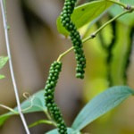 Piper nigrum (Black Pepper) is a flowering vine in the family