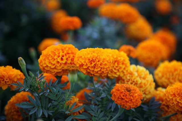 Marigolds have been used in traditional Ayurvedic medicine