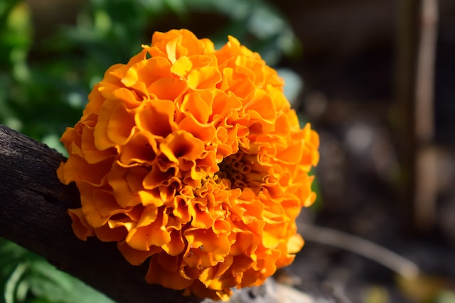 Marigolds have a long history of cultivation and use dating back to ancient times.