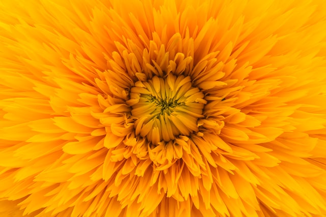 Marigold flowers have a strong, distinctive scent that is often described as having a spicy, musky, or pungent aroma. 