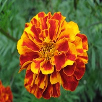 Marigold is deeply rooted into Indian’s culture and perfume rituals