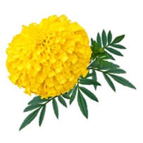 Marigold is used a important medicine & scent in Ancient Greece