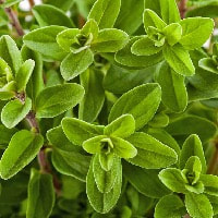 Marjoram a culinary herb is essential ingredient for perfumes
