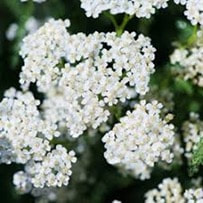 Milfoil or Yarrow is used for its wide range of medicinal properties