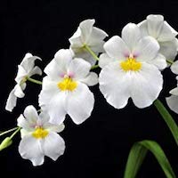 Miltoniopsis Santanaei  perfume ingredient at scentopia your orchids fragrance essential oils