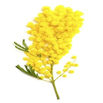 Mimosa Absolute is used often in cosmetics, perfumery and sometimes in aromatherapy