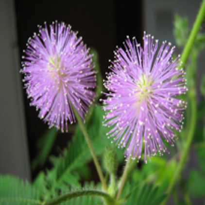  flowers of the Mimosa plant are always those fluffy balls and good smell