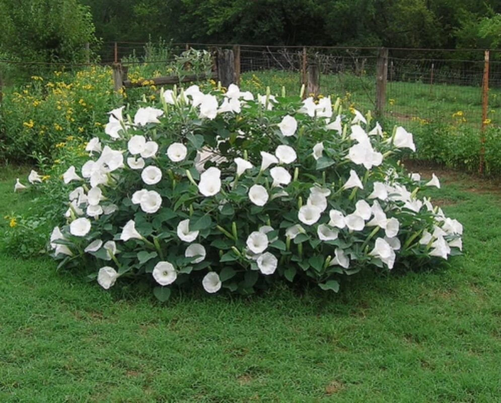 Moonflower is native to tropical and subtropical regions of the Americas 