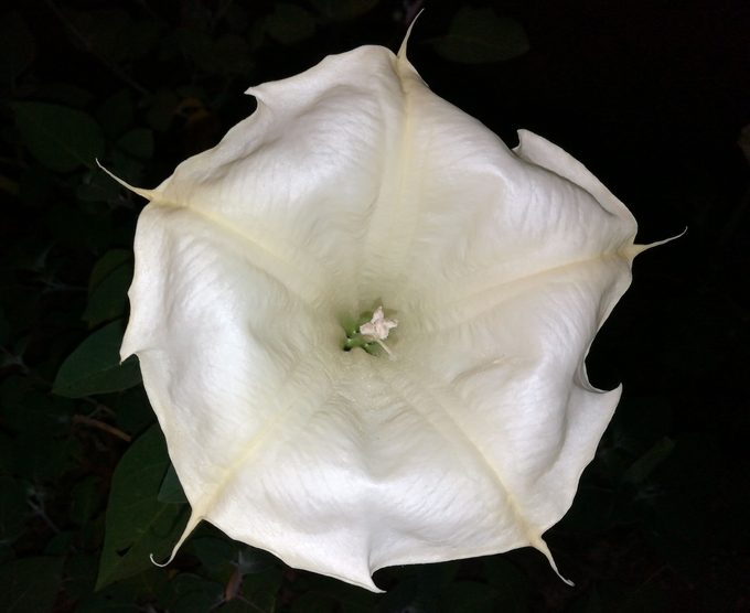 Moonflower has been found to have anti-inflammatory, anti-oxidant, and anti-cancer properties