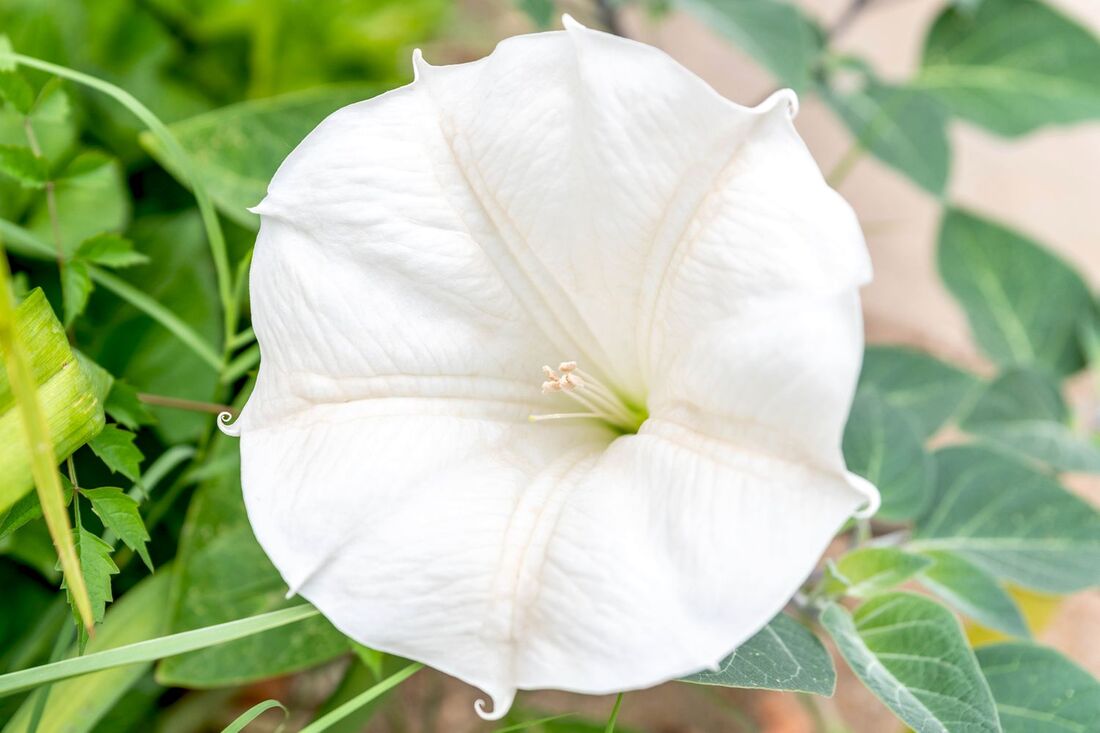 The scent of Moonflower is often described as sweet and floral, with a hint of vanilla.