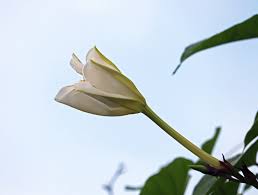 the scent of a moonflower can vary depending on the time it blooms