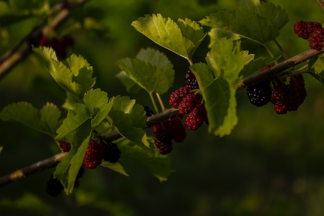 Hand-Picked Delicious Mulberries