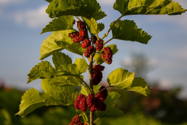 The mulberry tree has a long history of cultivation, dating back thousands of years