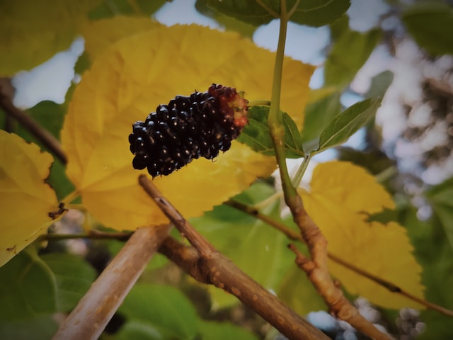 the black mulberry was widely grown in monasteries during the Middle Ages
