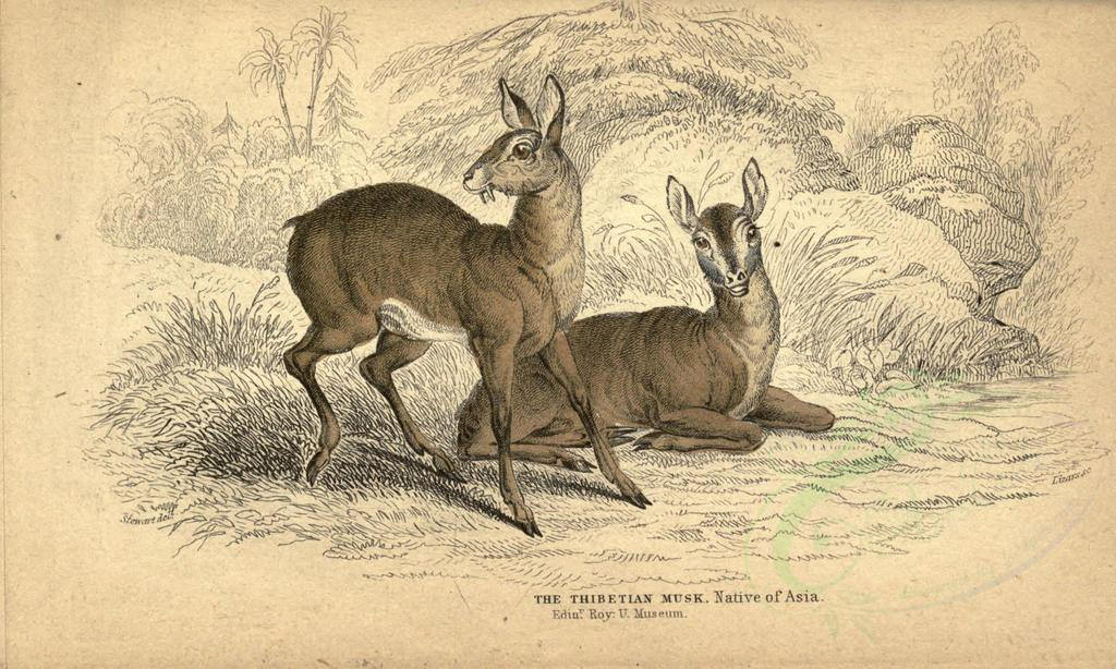 Musk was originally obtained from the glands of the musk deer