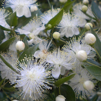 myrtle leaves were steeped in olive oil, to make myrtinum, myrtle perfume. 