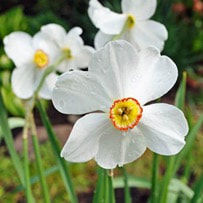 Narcissus Absolute fragrance is described to carry rich floral notes together with a mixture of warm balsamic and spicy undertones