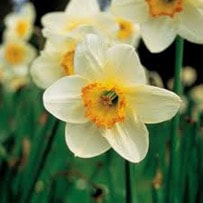 Narcissus have been used as medicines