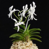 Neofinetia Falcata - ​Used in Floral 9 (Women) for Team building Perfume workshop​
