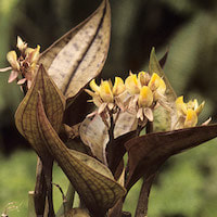 Nephelaphyllum pulchrum Blume Therapeutic and scented orchid of sentosa 