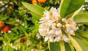 Neroli oil is considered a precious oil, and it's relatively expensive compared to other essential oils