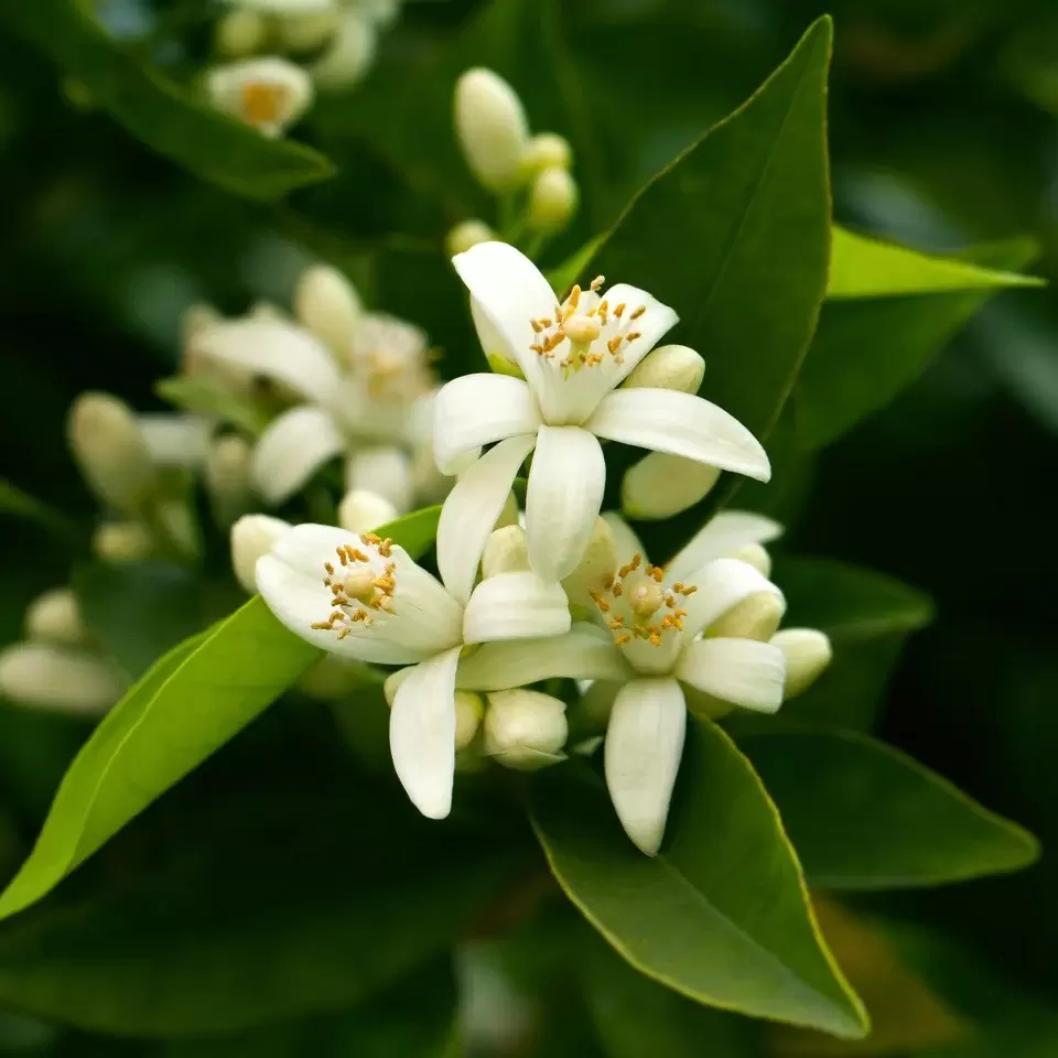 Neroli oil is used in perfumery to create a light, fresh, and floral scent.