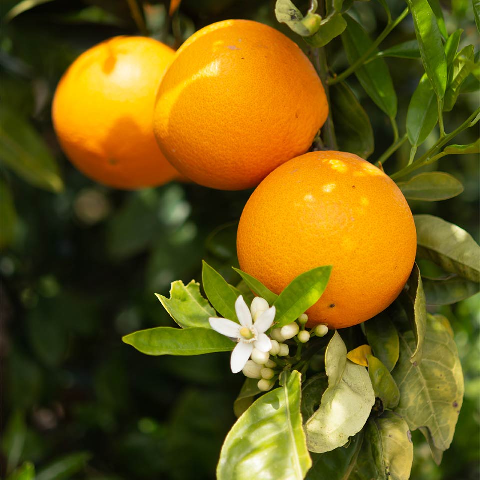 Neroli has a sweet, floral, and slightly bitter aroma