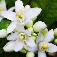 Neroli oils emits a rich, floral and citrusy overtones. 