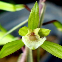  Therapeutic and scented orchid of sentosa Nervilia concolor (Blume) Schltr. Syn. Nervilia aragoana Gaud.