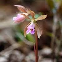Nervilia plicata (Andr.) Schltr. Syn. Nervilia purpurea (Hay.) Schltr. perfume ingredient at scentopia your orchids fragrance essential oils