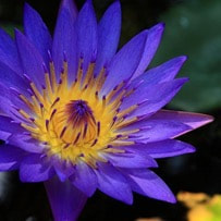 Nymphaea Caerulea is actually beneficial to our health if taken in appropriate dosages. 