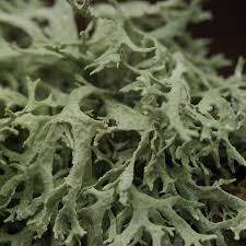 Mossy Lichen Aroma Collection