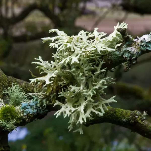 Oakmoss is a lichen, which is a type of organism that is formed by the symbiotic relationship between a fungus and an algae or cyanobacteria.