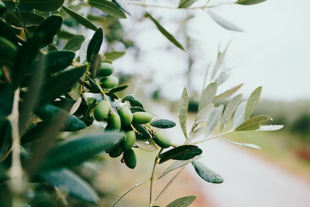 In perfumery, the scent of olives is often used as a base note
