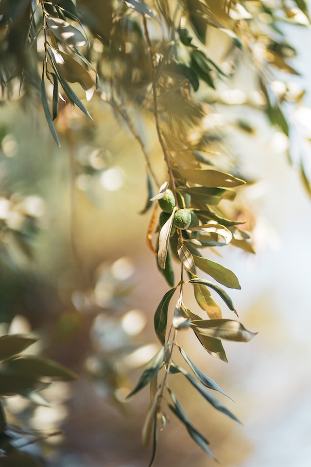 Olive oil is an ingredient that is commonly used in perfumery as a fixative