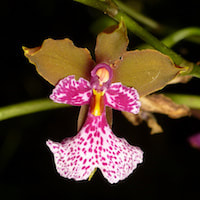 Oncidium Cucullatum  perfume ingredient at scentopia your orchids fragrance essential oils
