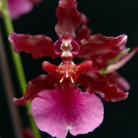 Oncidium Sharry Baby - ​Used in Woody 1 (Women) for Team building Perfume workshop​