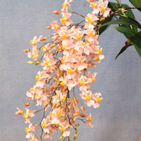 Oncidium Tsiku Marguerite perfume ingredient at scentopia your orchids fragrance essential oils
