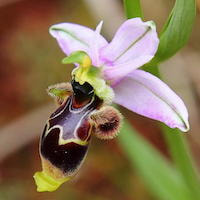 Ophrys scolopax Cav. Therapeutic and scented orchid of sentosa 