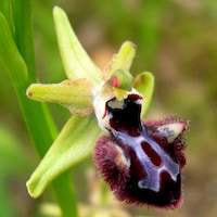 Ophrys sphegodes Mill. Therapeutic and scented orchid of sentosa 