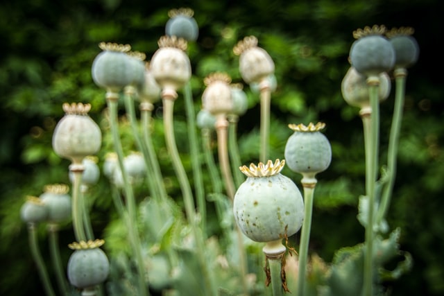 Opium Fragrance Crafting Process