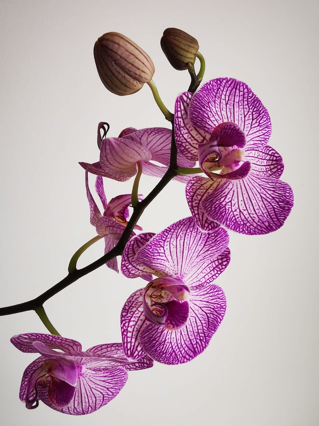 Orchids have a long history of cultivation and breeding.