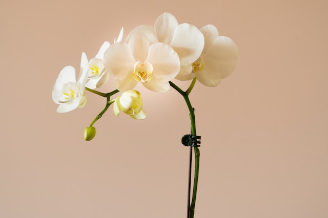 Exquisite Orchid Lei for Celebrations