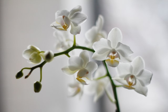 Many orchids produce a strong fragrance at night to attract pollinators