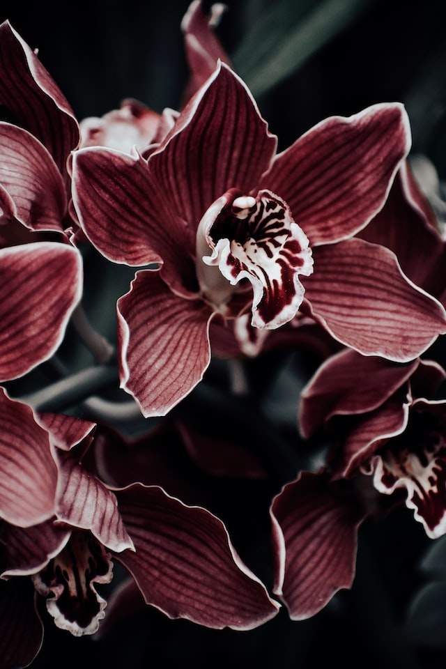 famous perfume brands that use orchids as a key ingredient in their fragrances