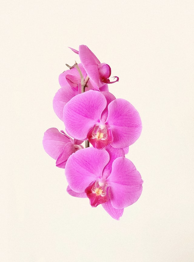 orchids as key ingredients in their fragrances