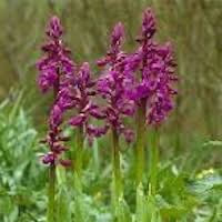 Orchis mascula perfume ingredient at scentopia your orchids fragrance essential oils