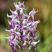 Orchis simia Lam. Therapeutic and scented orchid of sentosa 